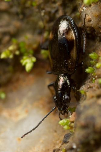 Réf. 248 374 : Bembidion callosum